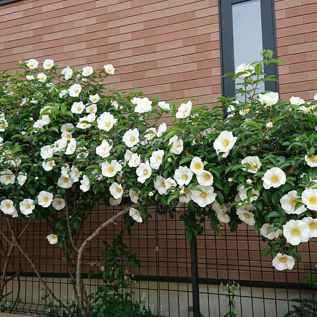 Atsupが投稿したフォト 今年も綺麗に咲きました 白つるバラ 19 05 05 15 54 Limia リミア