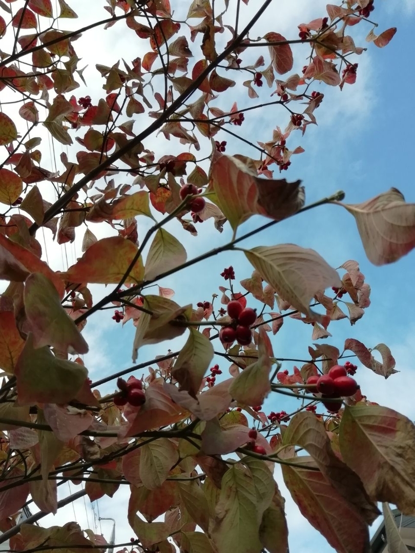 どれみ が投稿したフォト 今年のわが家のハナミズキ 暑かった夏に葉先が枯れてしまってク 18 10 08 19 52 Limia リミア