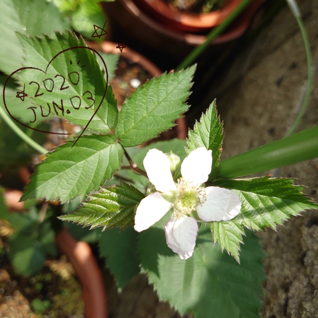 サクラマカロンが投稿したフォト 今朝咲いていたブラックベリーの白い花ꕤ まだ蕾はありますが 06 03 13 31 00 Limia リミア