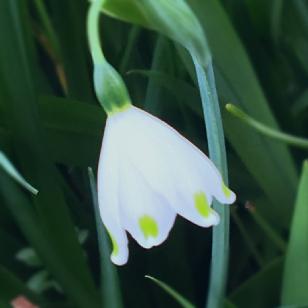 スーミーが投稿したフォト 綺麗な白い花が咲いていた 18 03 28 18 11 15 Limia リミア