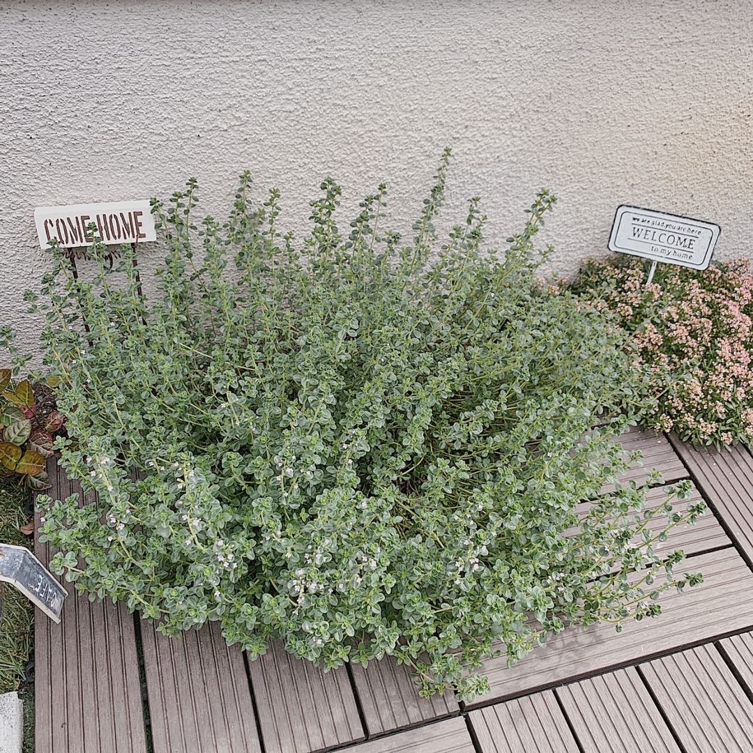Hirari38 が投稿したフォト お庭のレモンタイムに小さなお花が咲きました 去年はお花が咲 05 24 47 26 Limia リミア