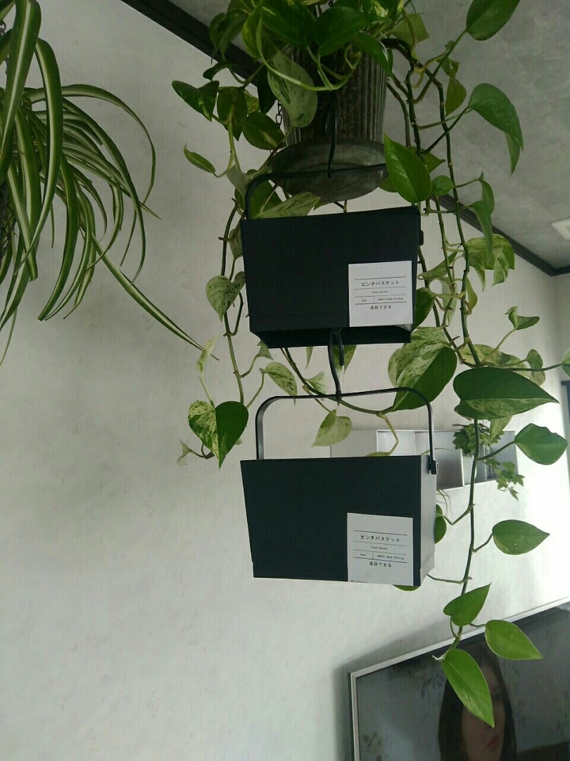 Oga Mihiが投稿したフォト セリア 連結できるピンチバスケット これから植物を入れて飾り 18 05 31 19 22 57 Limia リミア