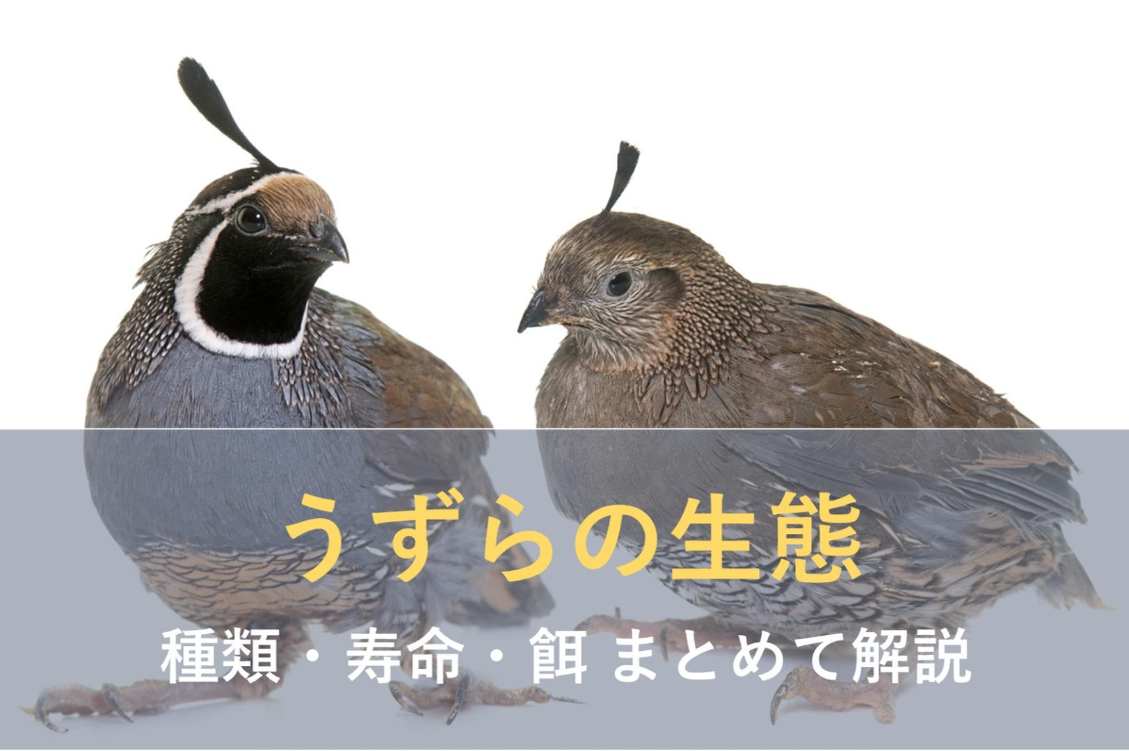 うずらをペットとして飼いたい！種類・寿命・値段を徹底解説｜LIMIA