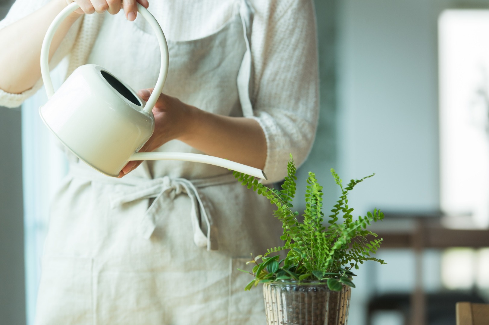 観葉植物のコバエを駆除しよう ハッカ油を使った対策も Limia リミア