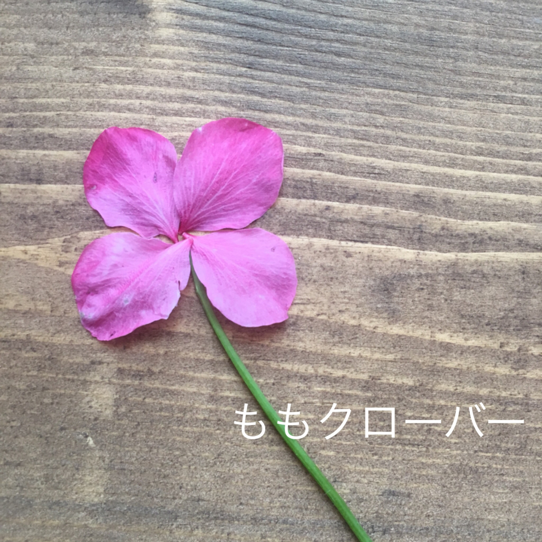 Kokoroが投稿したフォト 桃の花でクローバーです ピンクが鮮やかです 18 04 24 11 22 07 Limia リミア