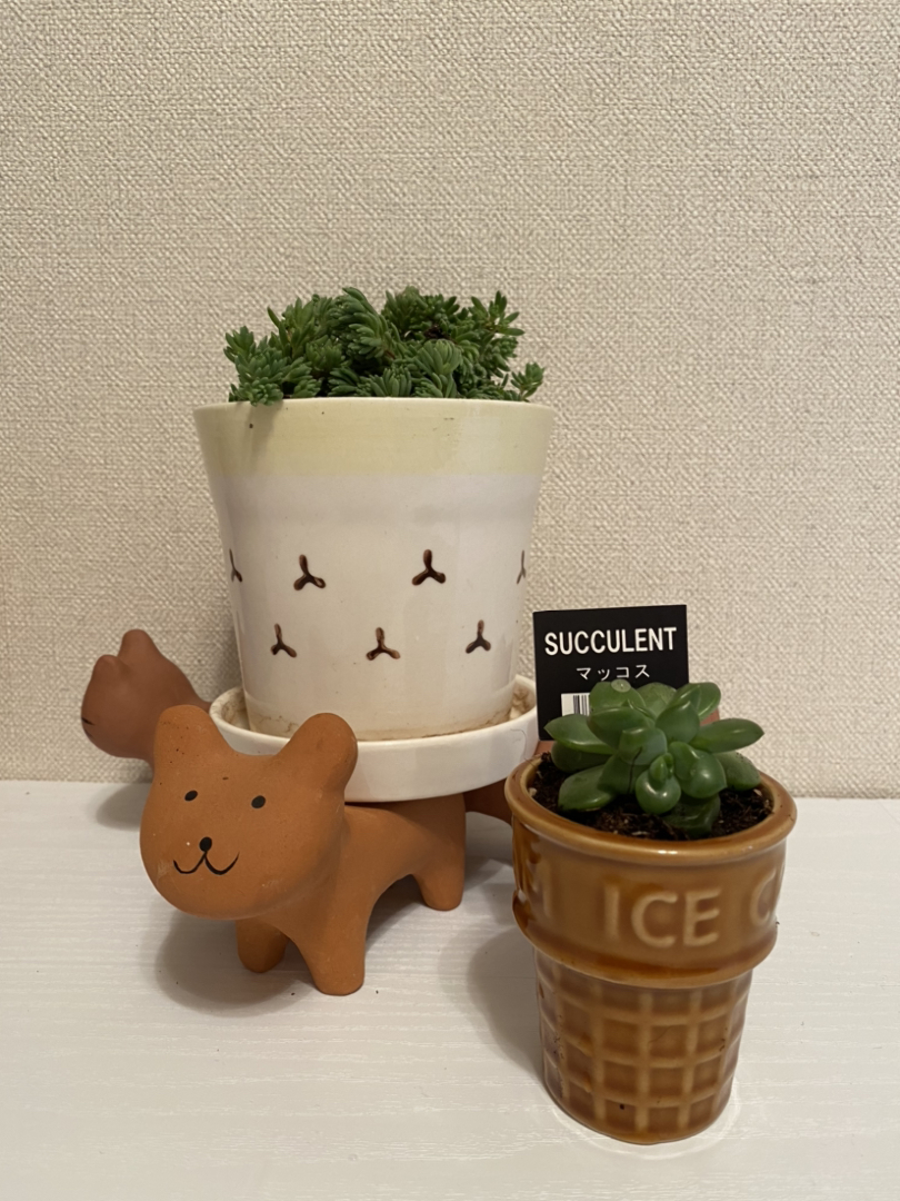 Cocoが投稿したフォト 最近の新入さん お隣さんに分けてもらったセダムと キャン 09 19 34 Limia リミア