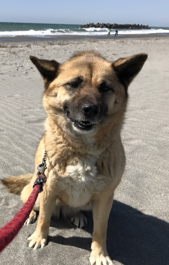 Chobiが投稿したフォト 海に連れてって風が強くて変顔になった愛犬ちょび 犬 ペット 18 09 21 21 54 16 Limia リミア