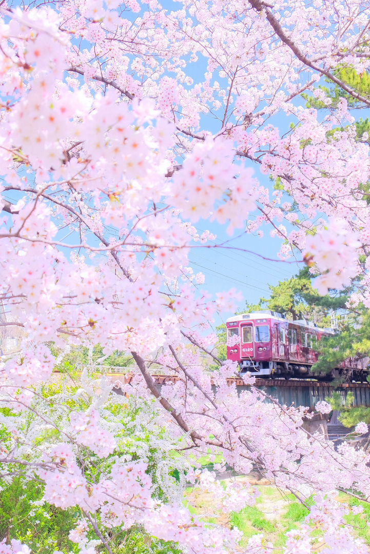 Yossiiiii が投稿したフォト 夙川の桜と阪急電車 兵庫県西宮市の夙川は 桜で有名です 19 03 27 00 17 24 Limia リミア