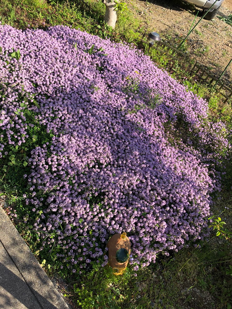 抹茶が投稿したフォト 少しずつ広がってきたクリーピングタイム今年も綺麗に咲きました 18 05 30 15 39 59 Limia リミア