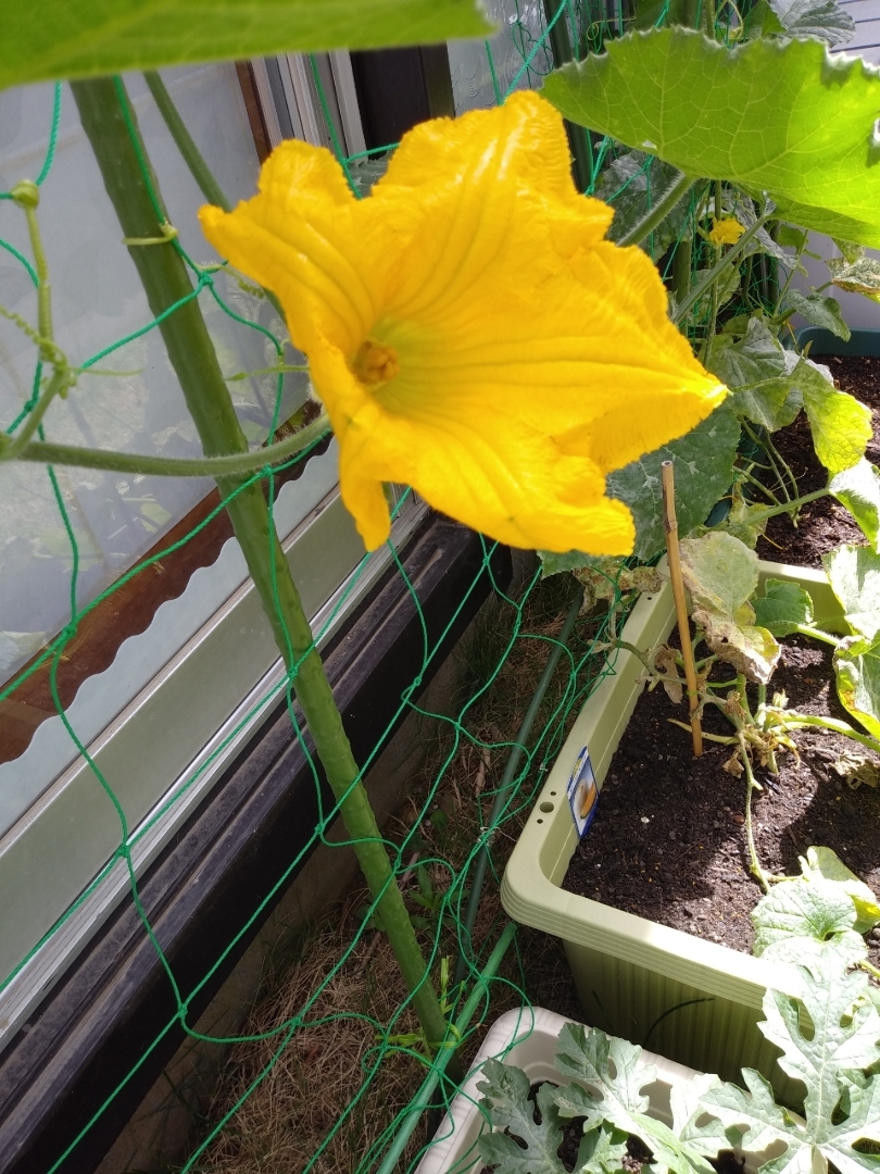 32が投稿したフォト 雨上がりの今日 メロンの花が咲きました すごい大きな花でビ 19 05 29 10 00 56 Limia リミア