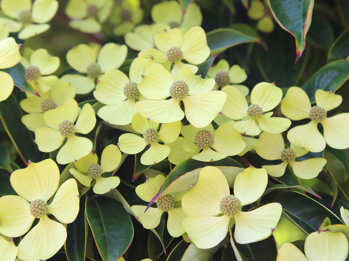 ヤマボウシ の育て方を徹底解説 鉢植え 種まき 水やり 実の正体 Limia リミア