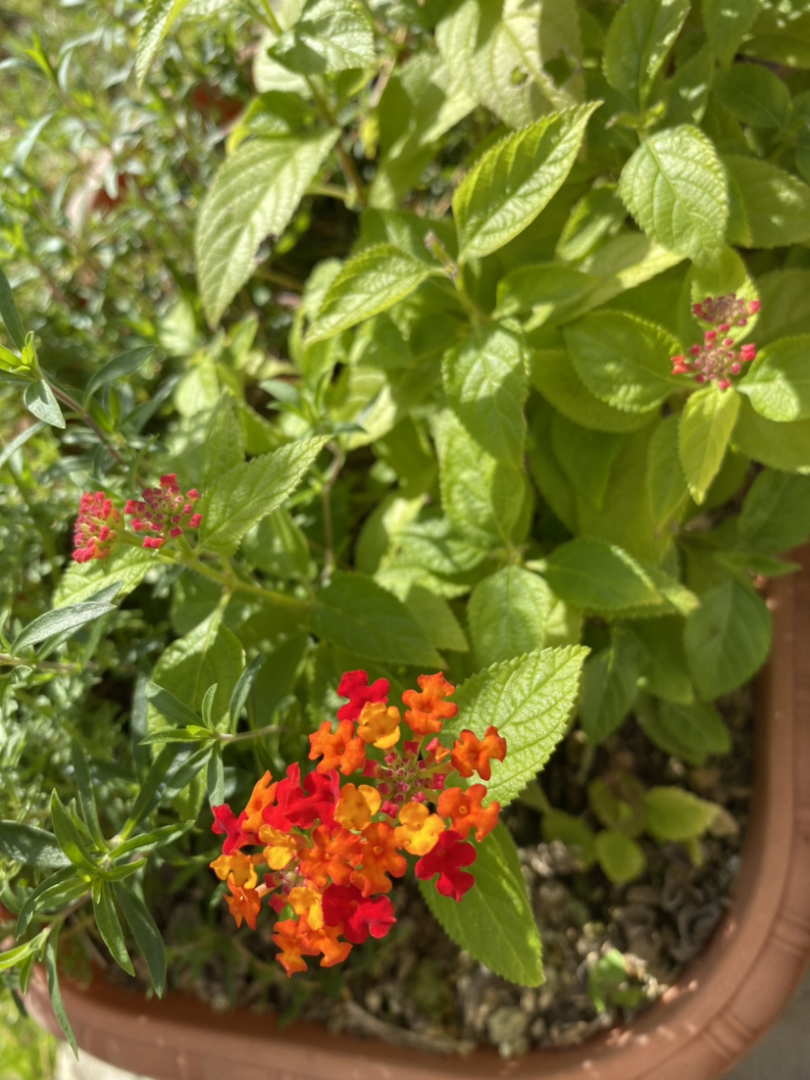 いいぽんが投稿したフォト 今日のお花たち 自宅のお花たちです 赤いランタナは 10 18 15 27 50 Limia リミア