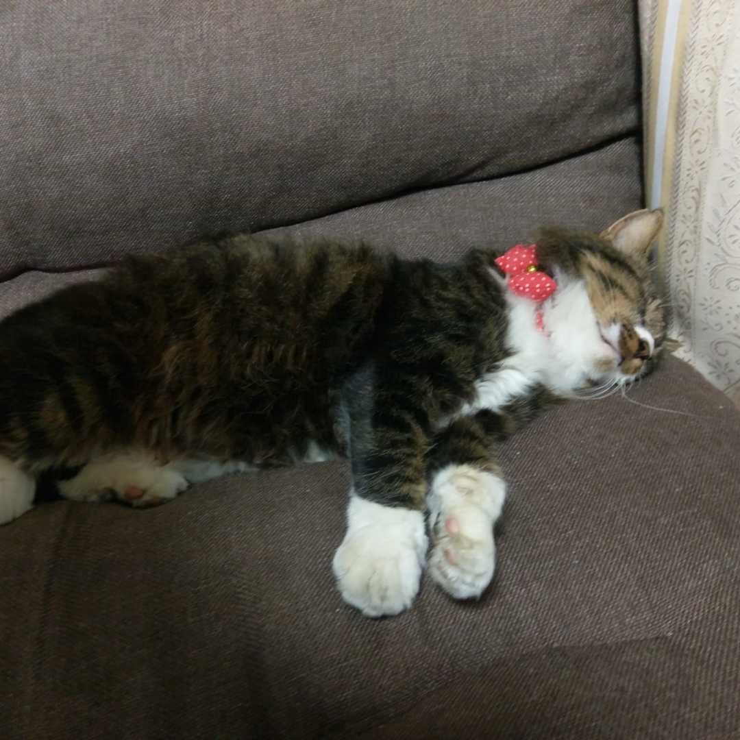 ペットがいる暮らし/猫自慢 のび－－－寝てます😪💤伸びてます…