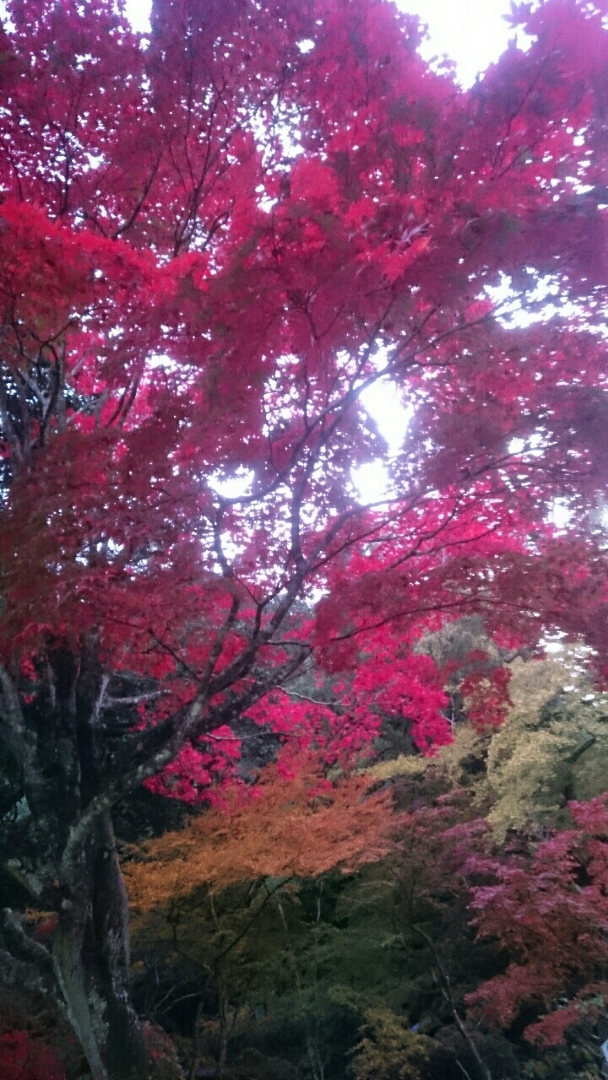 優が投稿したフォト 家族で夕方から 紅葉を見に錦帯橋に行って来ました 紅葉を 2018 11 10 18 08 03 Limia リミア