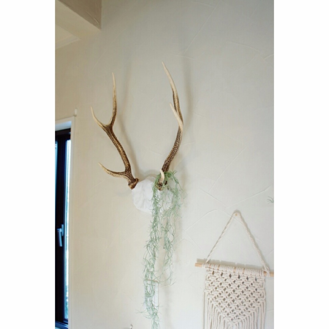 【アンティーク】鹿の角 壁掛け ハンティングトロフィー