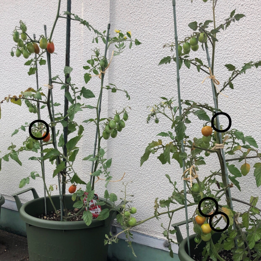 Sanaeが投稿したフォト こんばんは 屋上のプランターで育てているミニトマトが順調に 06 16 05 06 Limia リミア