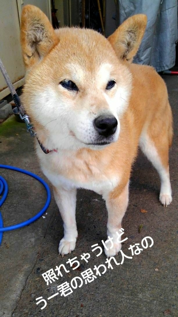 サラルーサムが投稿したフォト うー君の可愛い思い人 犬 ゆきちゃんで す 19 10 24 07 44 06 Limia リミア