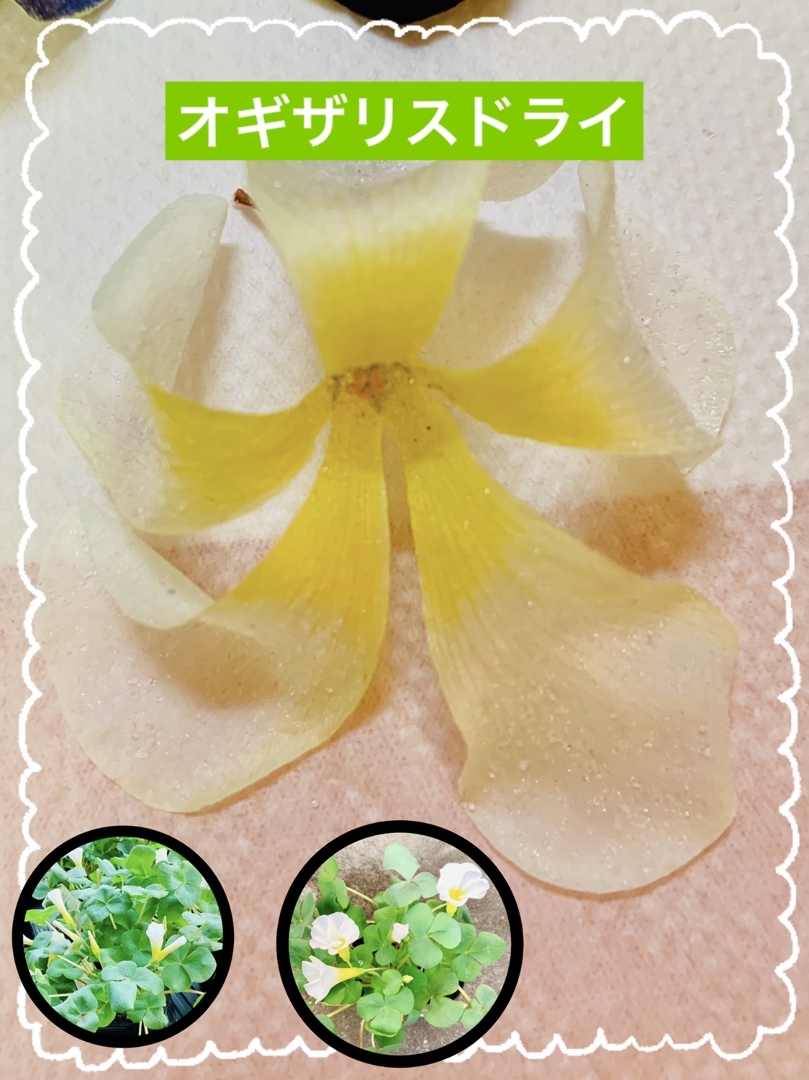 Kakaが投稿したフォト シリカゲルでドライフラワー オキザリスの押し花やドライフ 21 01 08 15 31 55 Limia リミア