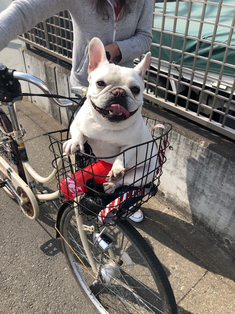 Takahiro が投稿したフォト 自転車犬 19 06 17 07 22 32 Limia リミア