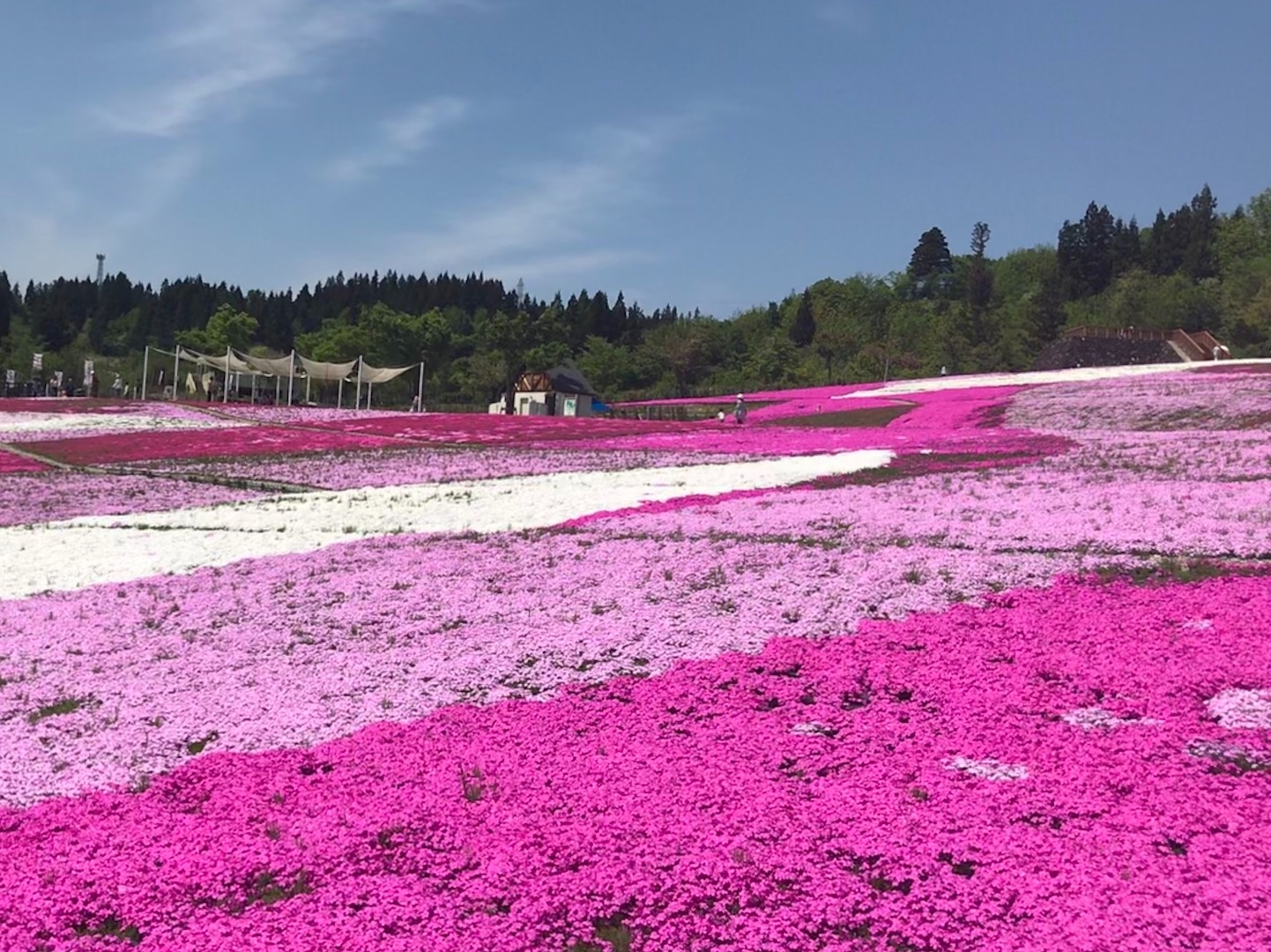 みのりんが投稿したフォト 芝桜のグラデーションが綺麗でした 白に薄ピンク 真っピンク 19 05 15 11 17 02 Limia リミア