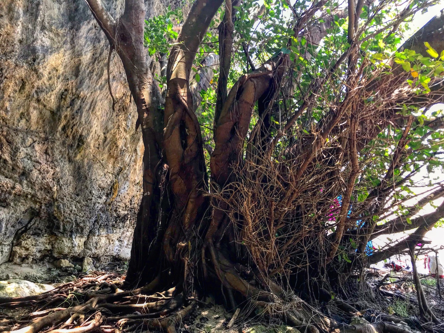 みのりんが投稿したフォト 沖縄のガジュマルの木 根っこがすごく太くてうねりもすごくて神 19 05 08 10 46 22 Limia リミア