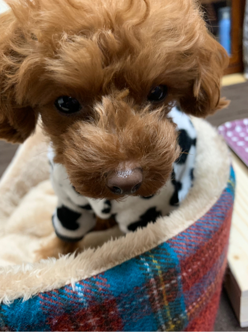 サムとの生活が投稿したフォト 今朝のサム ヒーターの前から移動して 自分の部屋から私を見 19 02 15 09 45 08 Limia リミア