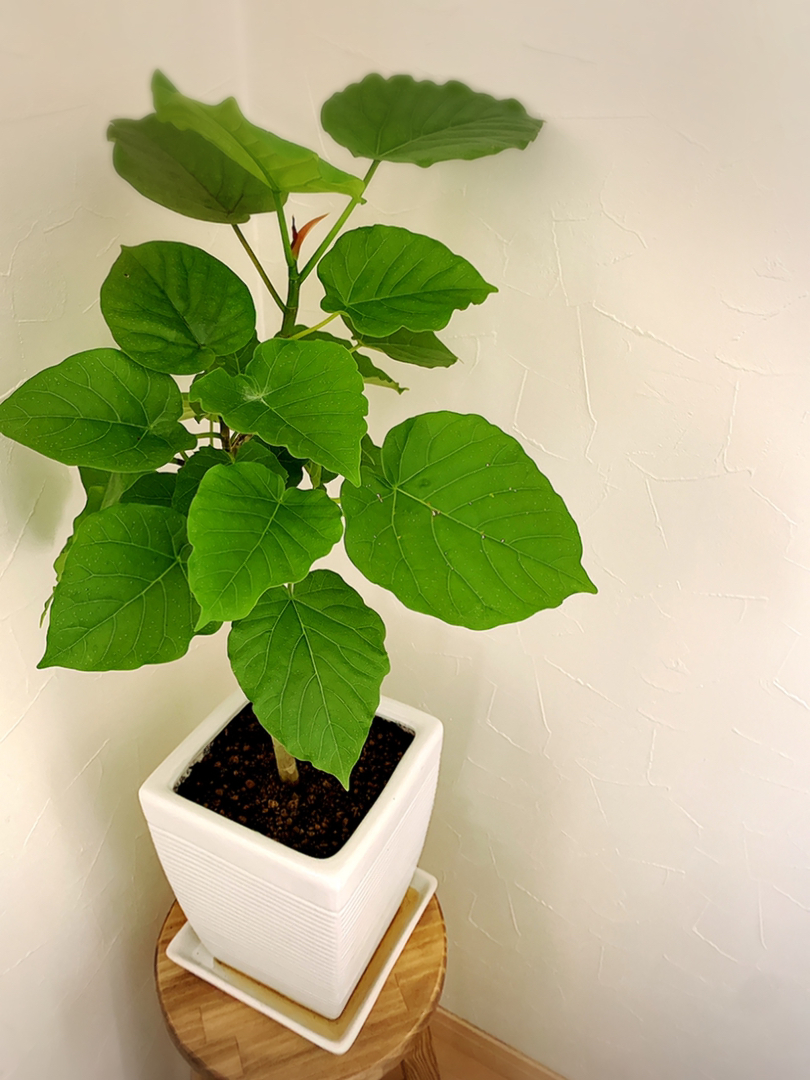 マロンちゃん が投稿したフォト ウンベラータ 観葉植物でも人気のあるウンベラータを 先月買 07 08 17 54 11 Limia リミア