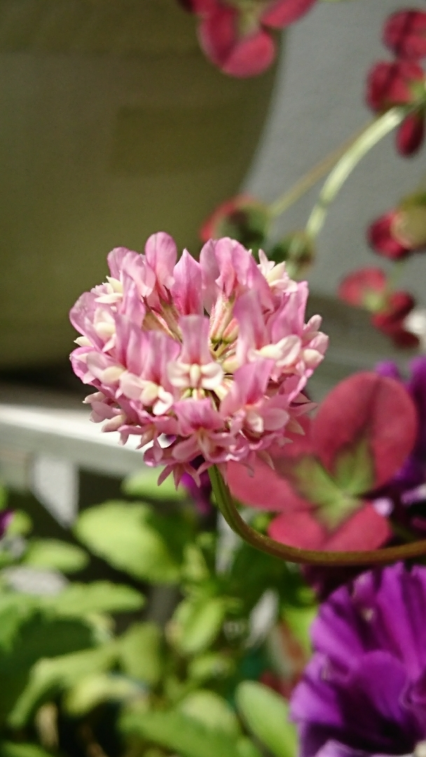 くうが投稿したフォト クローバーの花が開花しました 21 04 26 13 33 46 Limia リミア