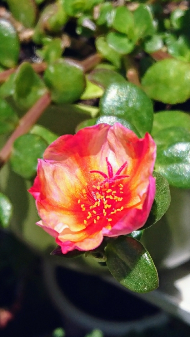 くうが投稿したフォト ポーチュラカ ピンク のポーチュラカが咲き 21 06 02 11 51 59 Limia リミア