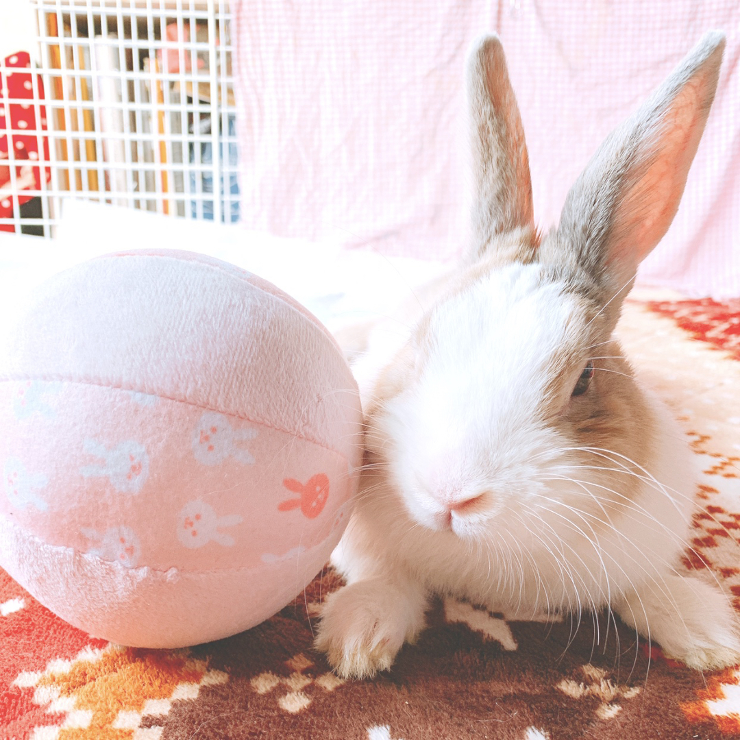 くぅちゃん と が投稿したフォト くぅちゃん 飼い主からの誕生日プレゼントのボールが 本 19 04 01 12 35 54 Limia リミア