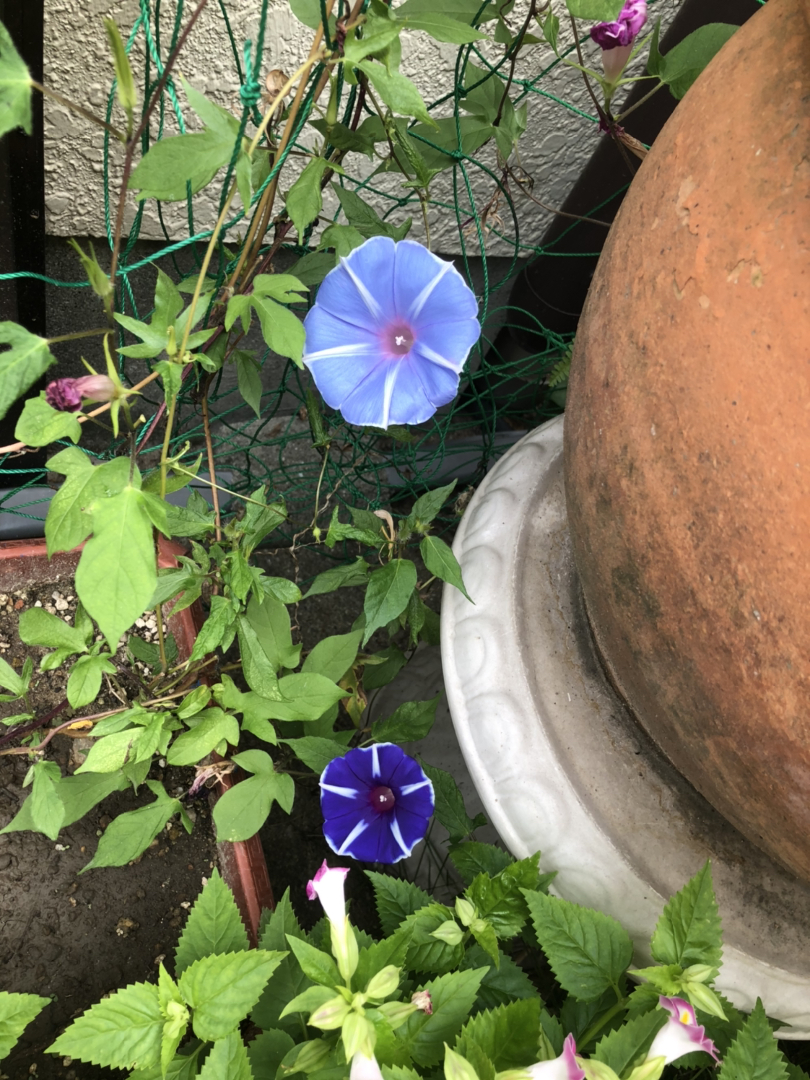 Skyが投稿したフォト においばんまつり 今年3回目の花が咲きました 今年の夏 09 17 12 51 33 Limia リミア