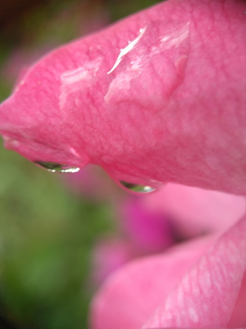 6q0cvpfベル が投稿したフォト 道端の花 パート３です これもまた道端で撮った花の写真です 05 01 01 43 58 Limia リミア