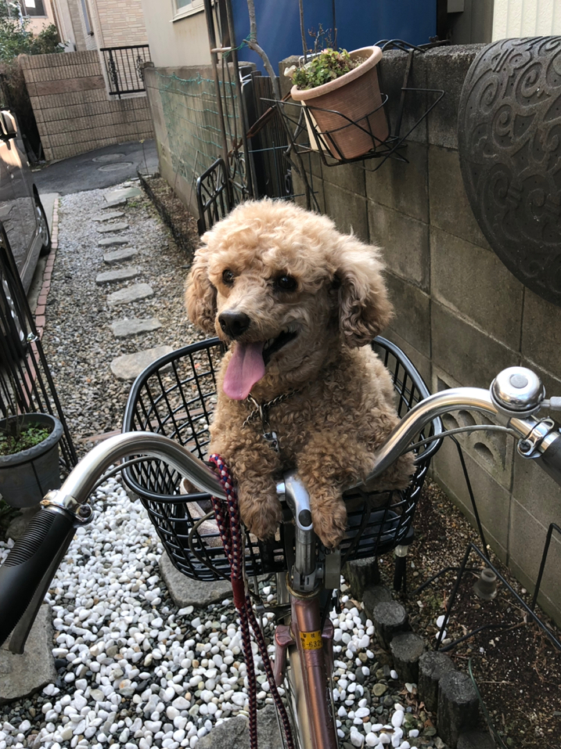 カイトールパンが投稿したフォト 自転車の前かごに乗るのが大好きな私です 19 09 01 06 49 45 Limia リミア