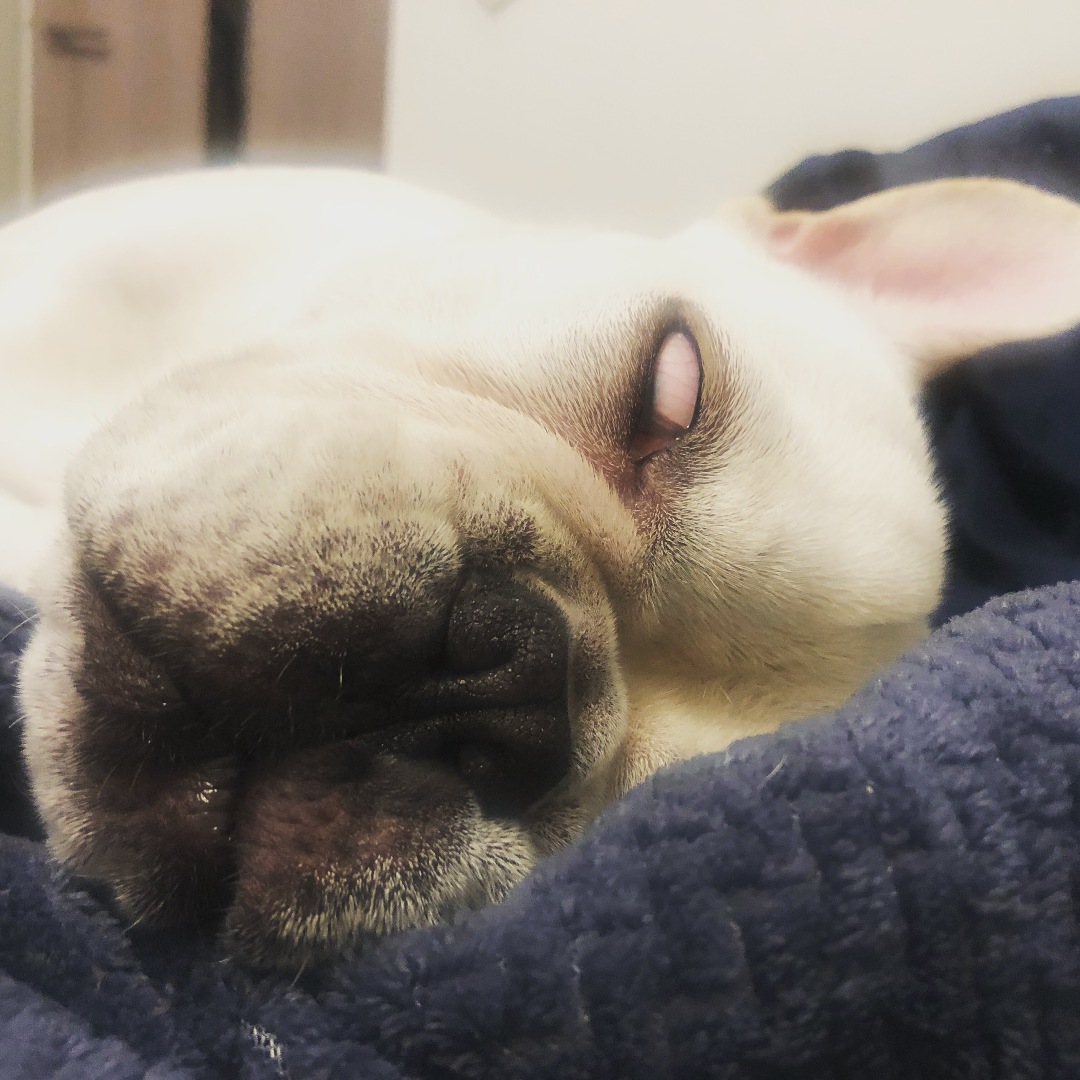 犬 寝 てる 時 痙攣 寝ていると痙攣する