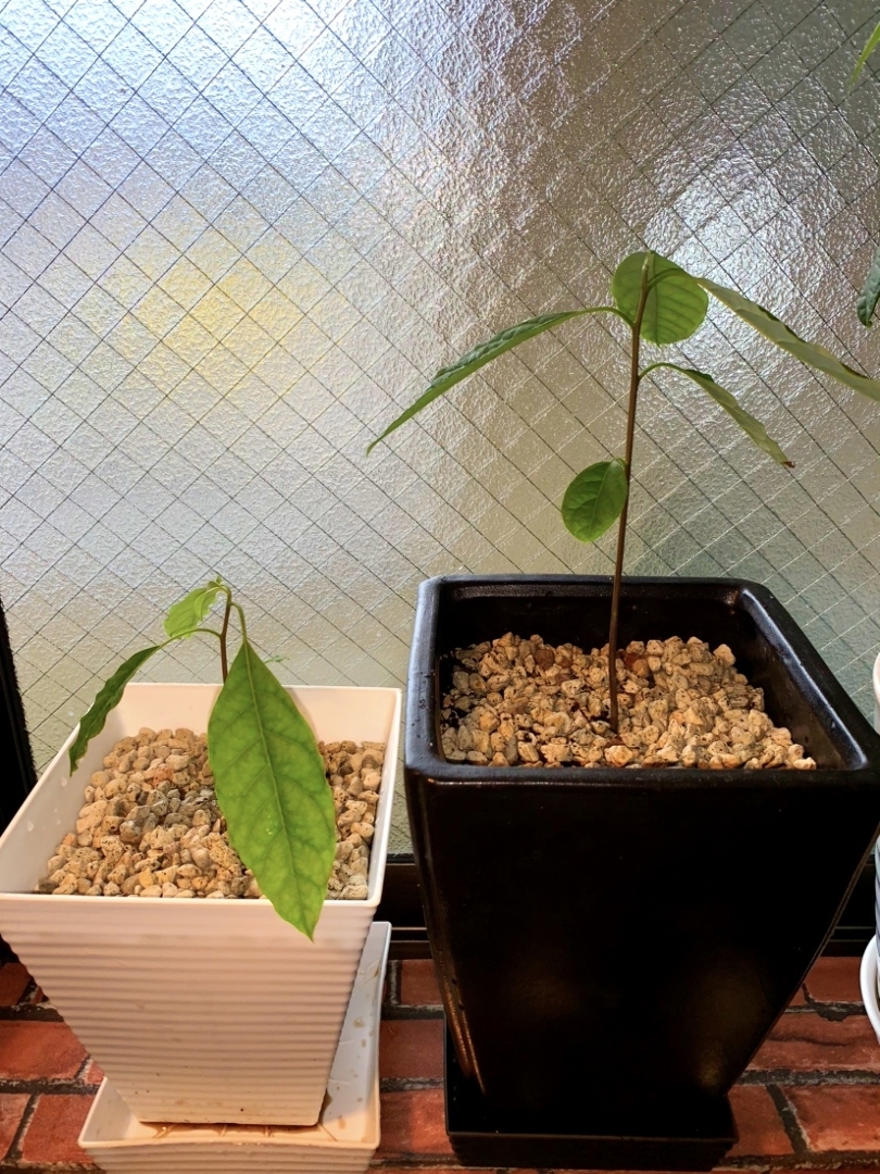 ぴぴるが投稿したフォト アボカド アボカドの水栽培でだいぶ 根が伸びたので 鉢植え 07 27 16 16 55 Limia リミア