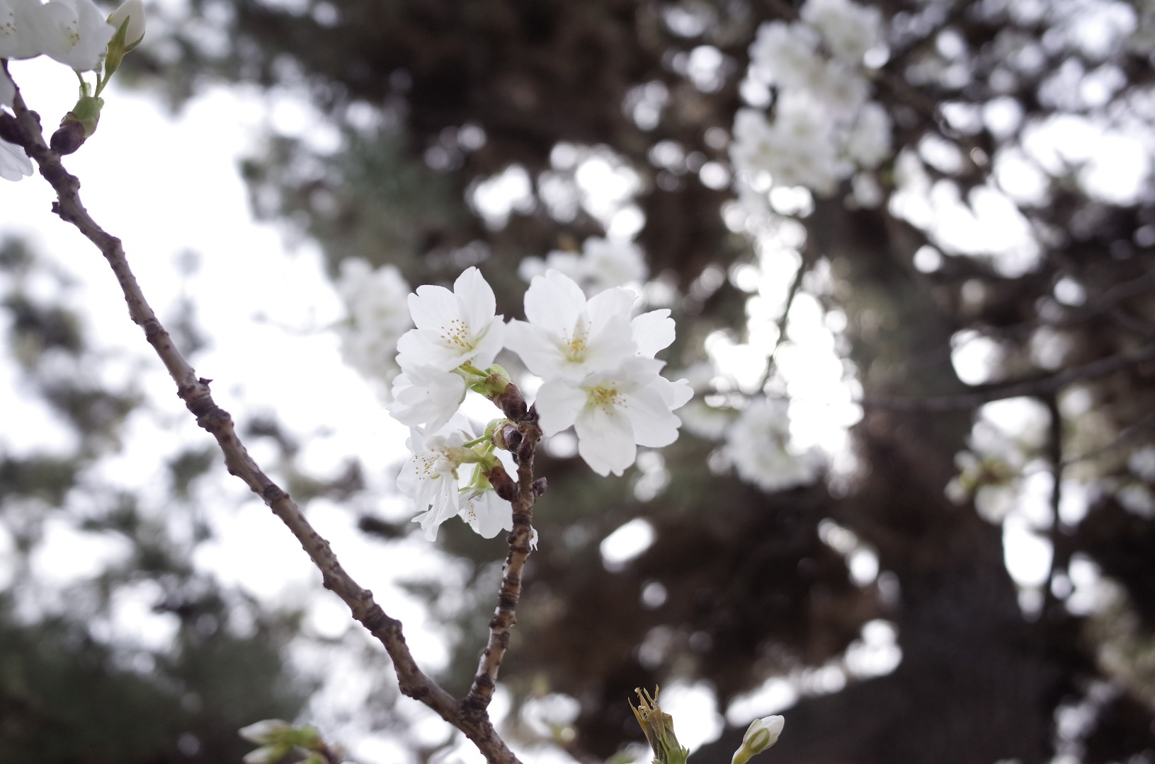 白い桜 By ほと Limia リミア