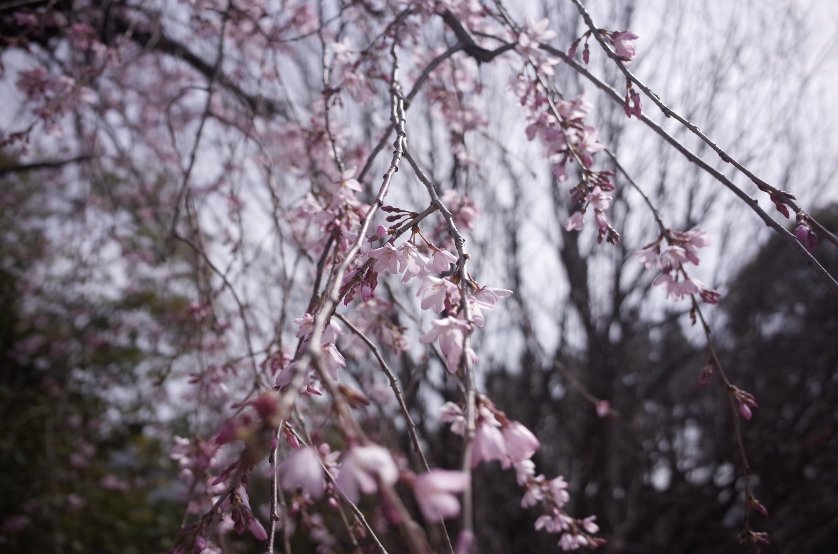 ほとが投稿したフォト しだれ桜 19 04 07 21 01 15 Limia リミア