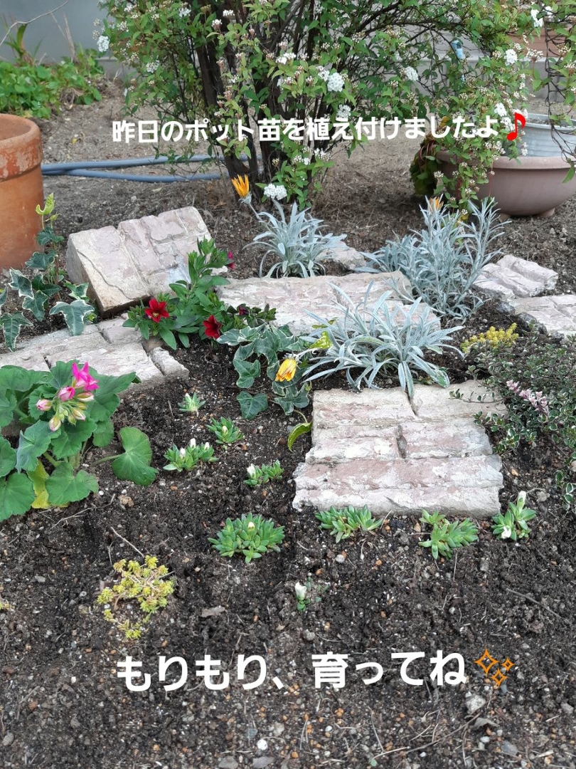 蘭くんのおうちが投稿したフォト とりあえず植えました 古い花壇用のブロックをロックガーデン 04 11 14 33 38 Limia リミア