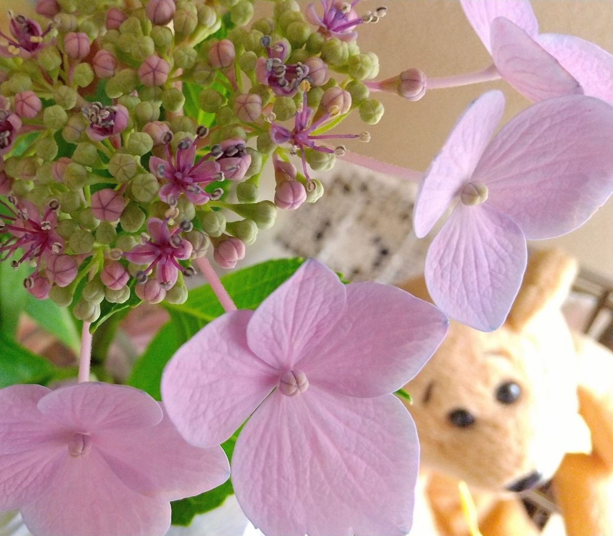 でんみが投稿したフォト 額紫陽花のはな 額紫陽花のガク 今朝はピンクがたくさん 06 12 09 00 08 Limia リミア