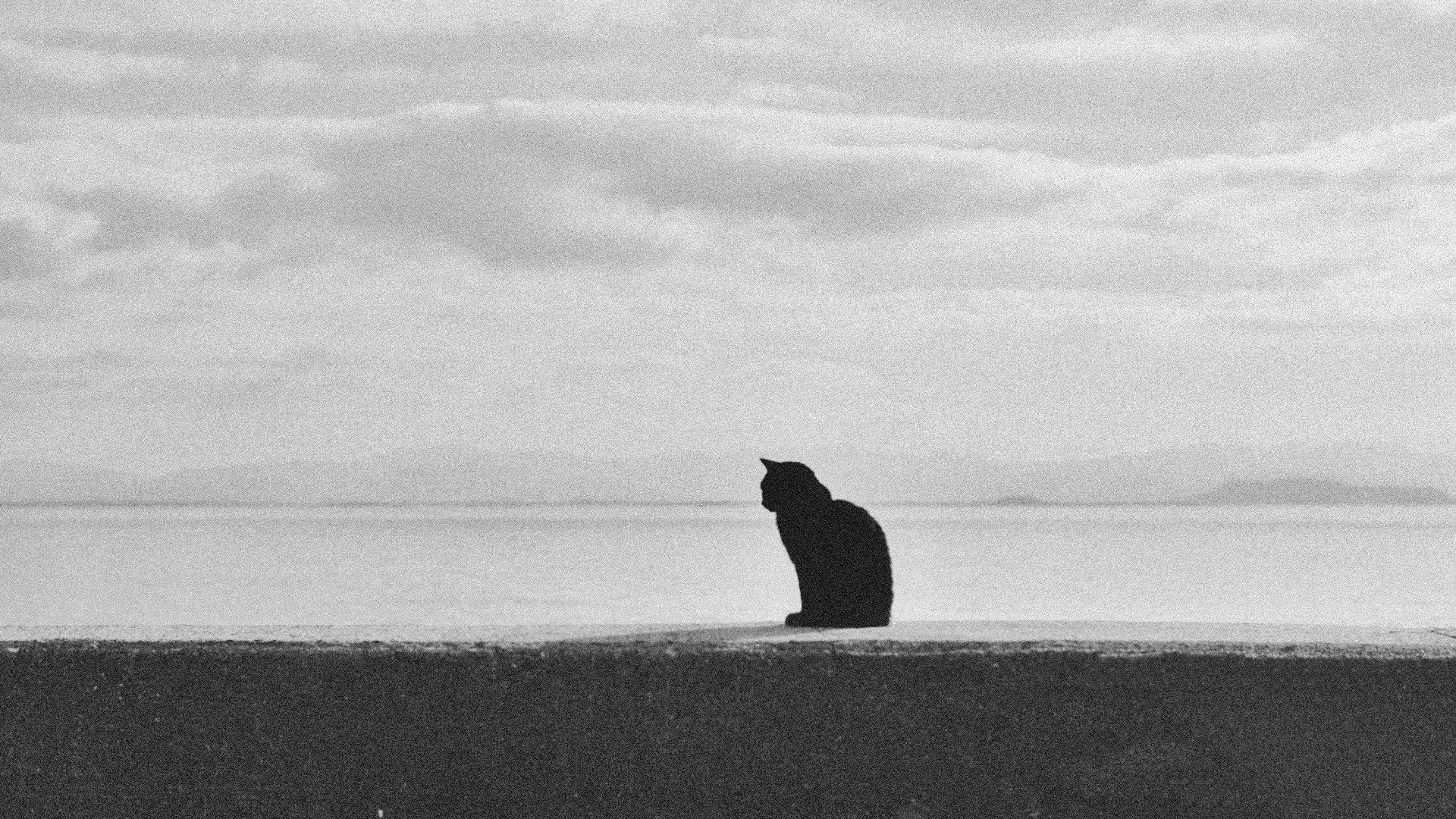 ぴあのくりーむが投稿したフォト 防波堤でのんびりされてる黒猫さん イラストと間違うぐらいき 2019 05 24 13 05 37 Limia リミア
