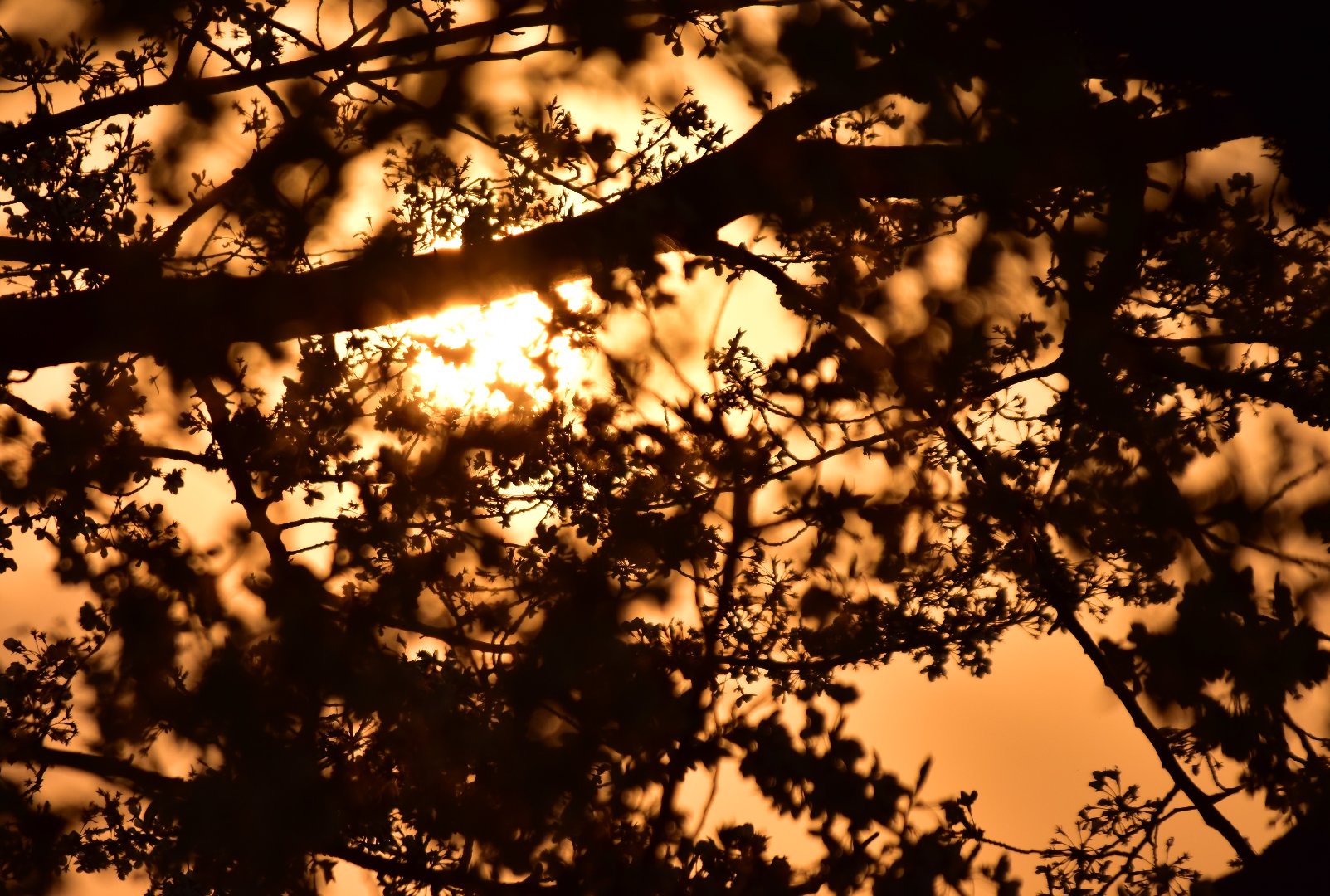 なぐが投稿したフォト 以前に投稿した夕日 桜の構図を変えた写真です 04 25 09 12 44 Limia リミア