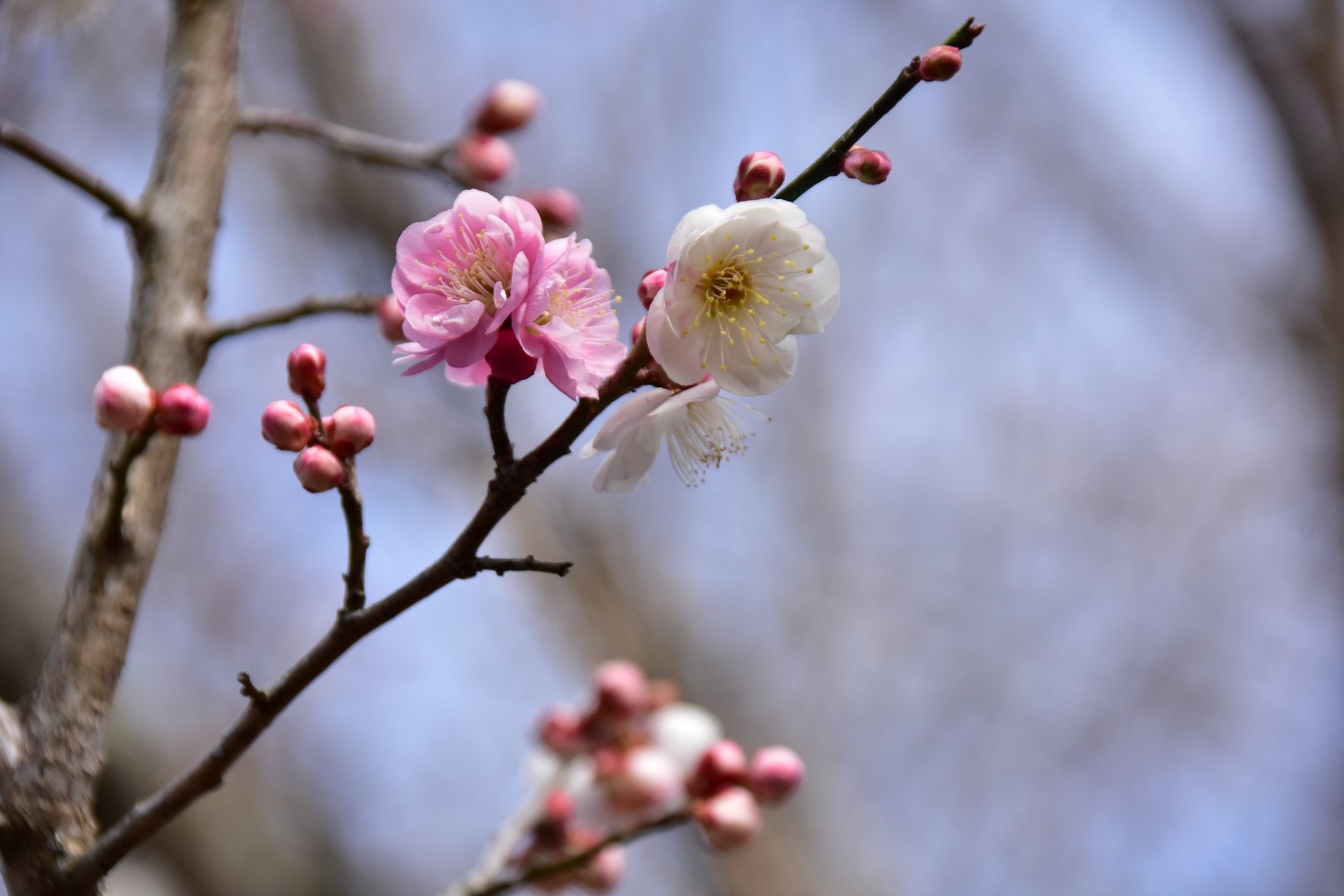 なぐが投稿したフォト 梅の花ですが 同じ木に白とピンクの花が咲いていました ちょ 03 28 21 51 24 Limia リミア