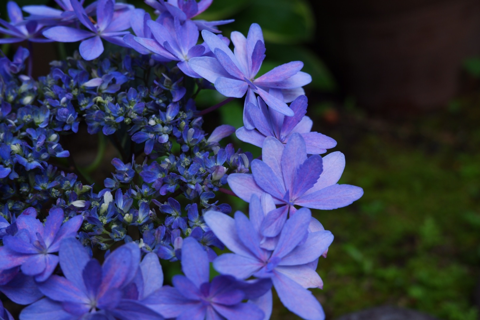 ななこっとが投稿したフォト 鎌倉へ旅行に行った時に撮影した1枚です 紫陽花がとても綺麗に 19 06 02 13 50 49 Limia リミア