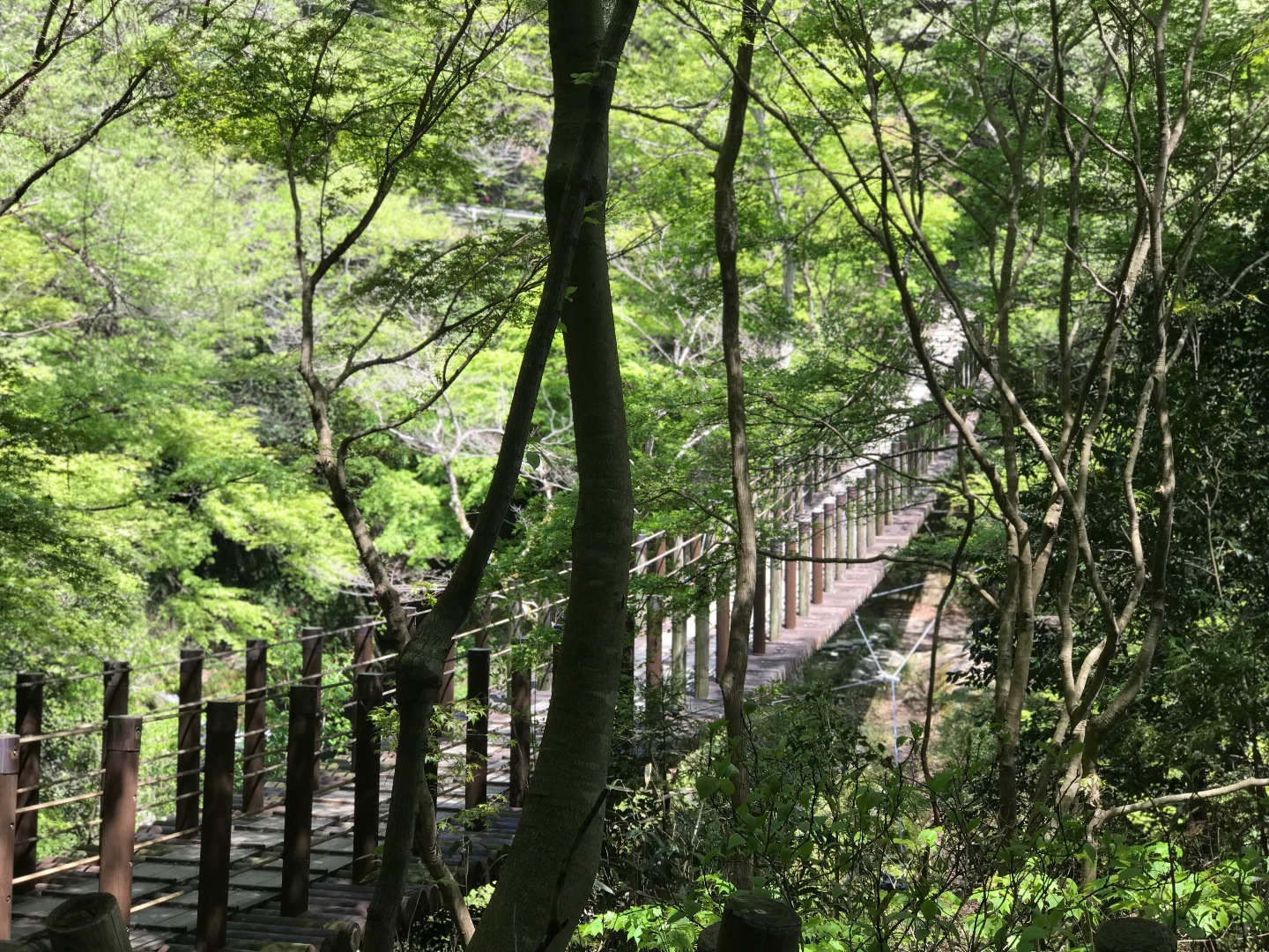 Meiが投稿したフォト 花貫渓谷の吊り橋 この季節には綺麗な緑の木々に囲まれ 橋の下 19 06 02 22 41 53 Limia リミア