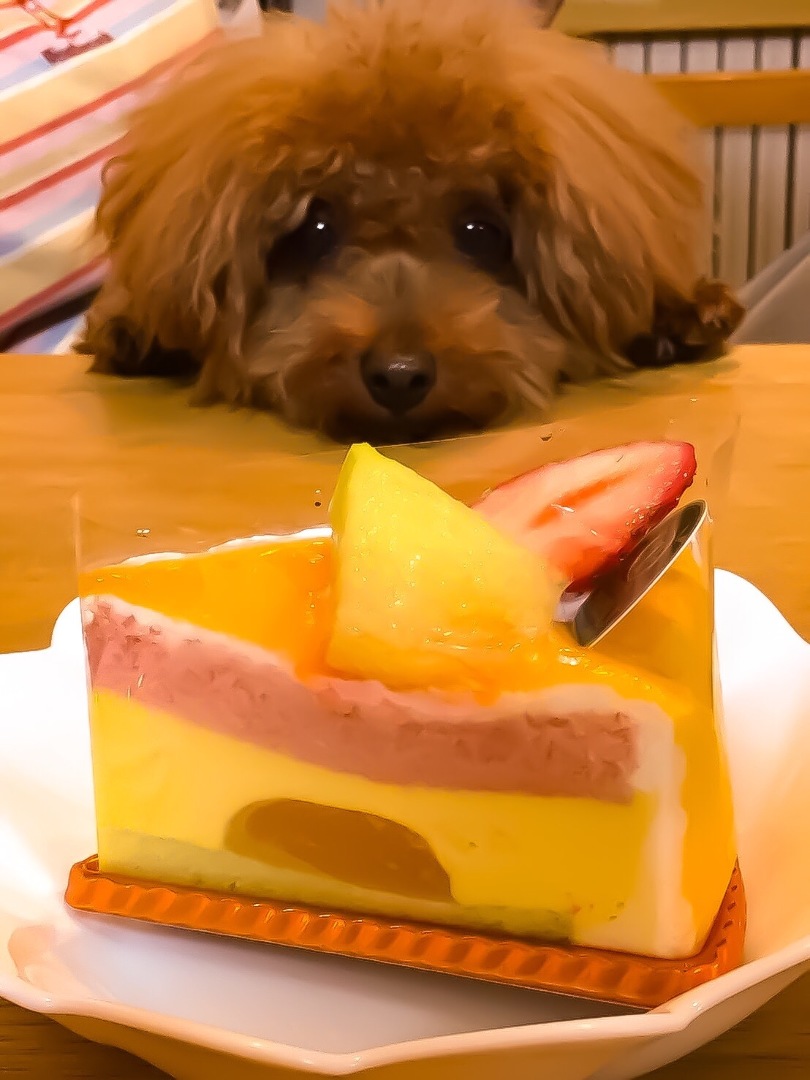 としやが投稿したフォト 自分のお誕生日に犬用ケーキがあるのに一緒に食べれなくてしょげ 19 06 08 18 49 27 Limia リミア