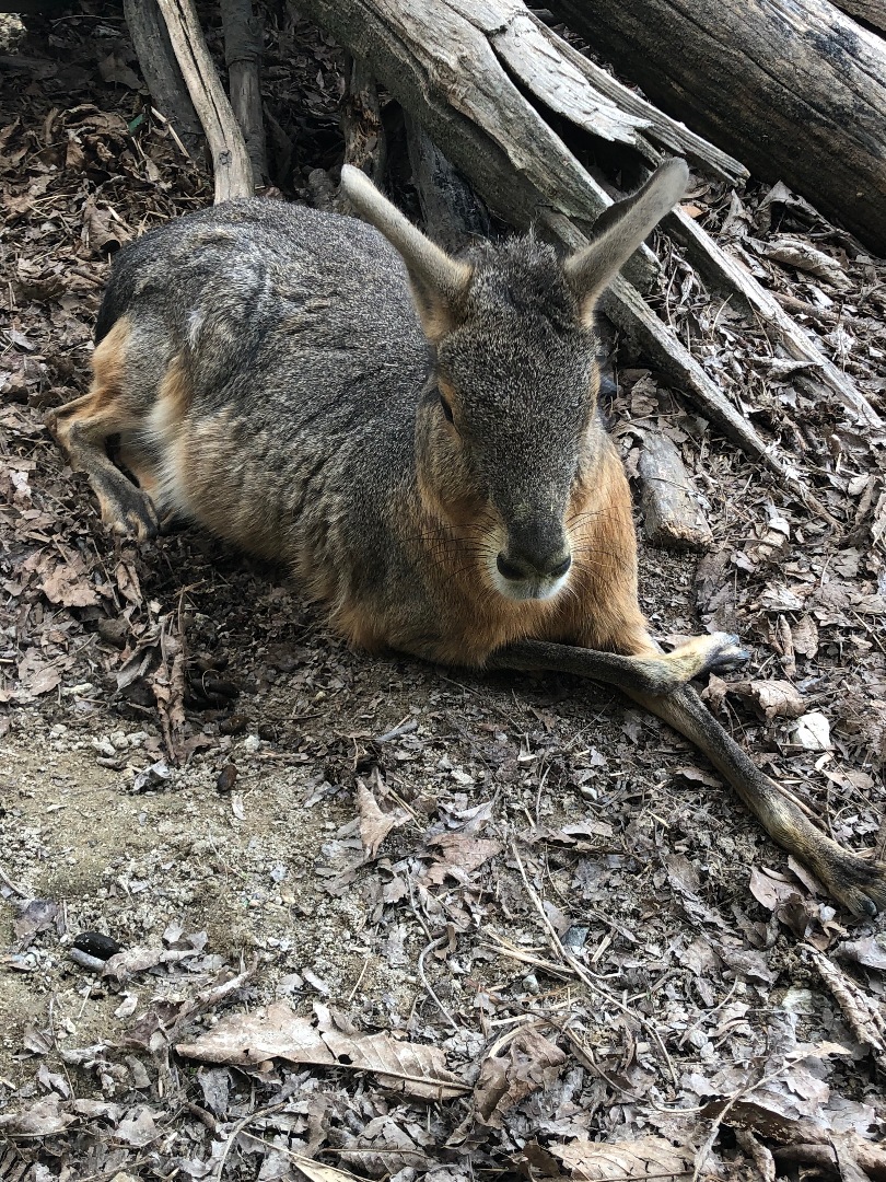 すももが投稿したフォト 愛知牧場のマーラ 兎ような鹿のような不思議な動物です 足を組 2019 06 24 15 53 26 Limia リミア