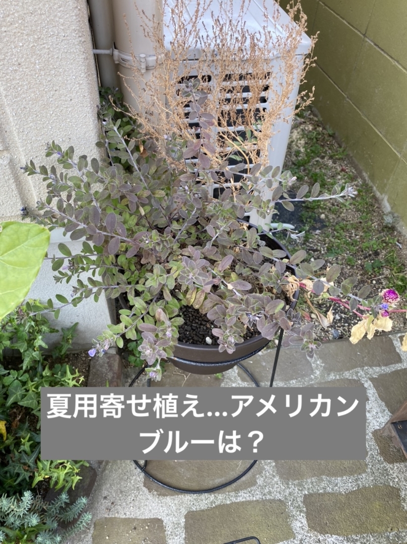 こまるが投稿したフォト 花かんざしを見つけたので 夏用寄せ植えをバラして 植え替え 12 12 16 53 37 Limia リミア