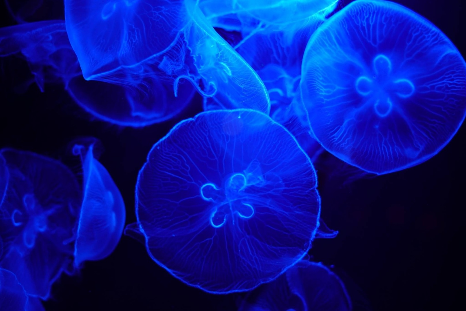 田中 克之が投稿したフォト 沖縄美ら海水族館でのお気に入りの1枚 クラゲが綺麗すぎました 19 08 09 16 26 06 Limia リミア