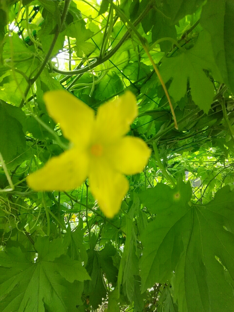 ピクシーが投稿したフォト 野菜の花 オクラとゴーヤの花 虫が受粉してくれます 07 23 08 24 02 Limia リミア