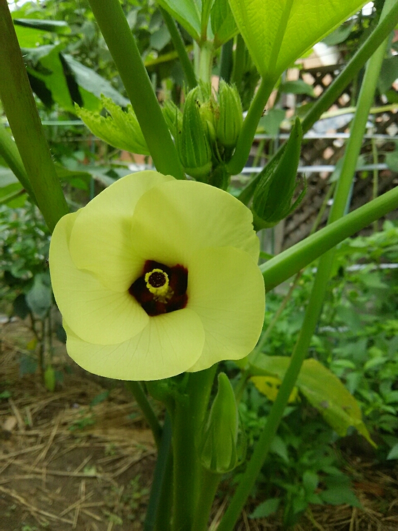 ピクシーが投稿したフォト 野菜の花 オクラとゴーヤの花 虫が受粉してくれます 07 23 08 24 02 Limia リミア